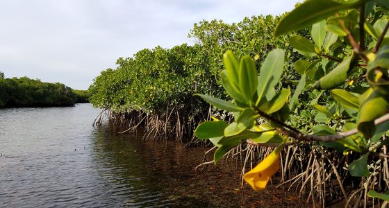 Fishing Mangroves in Mag Bay