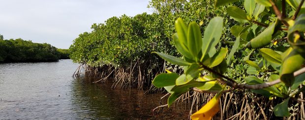 Fishing Mangroves in Mag Bay