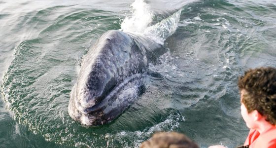 Grey Whale Watching Magdalena Bay