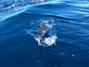 Striped Marlin