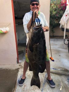 Grouper Magdalena Bay