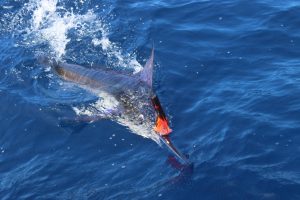 Marlin in Magdalena Bay