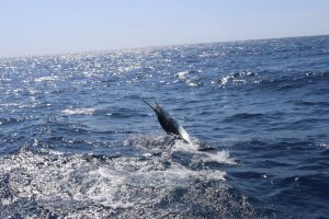 Striped Marlin Mag Bay