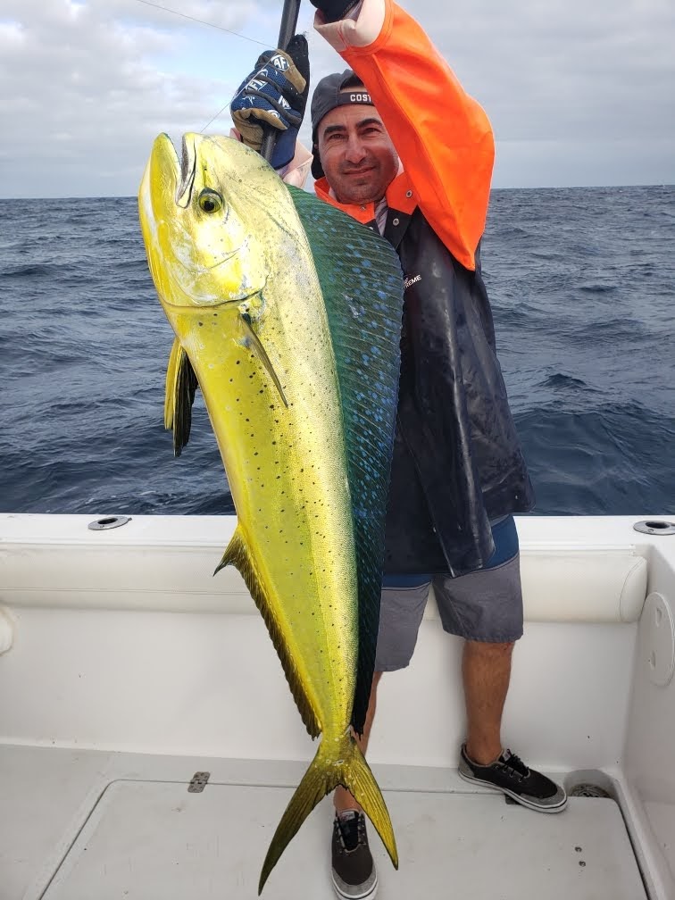 Nice Dorado in MagBay