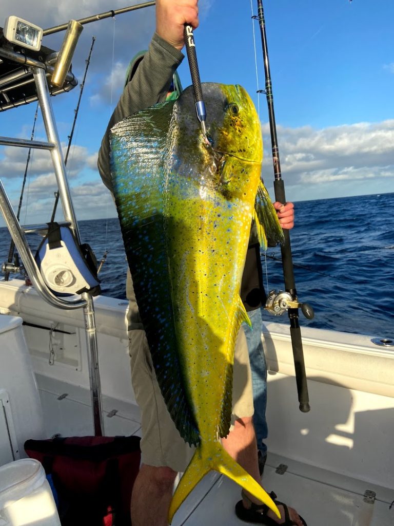 Nice Dorado Mag Bay