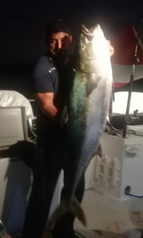 Big Yellowtail in Mag Bay