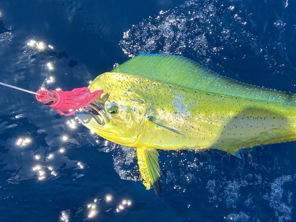 Dorado in Mag Bay