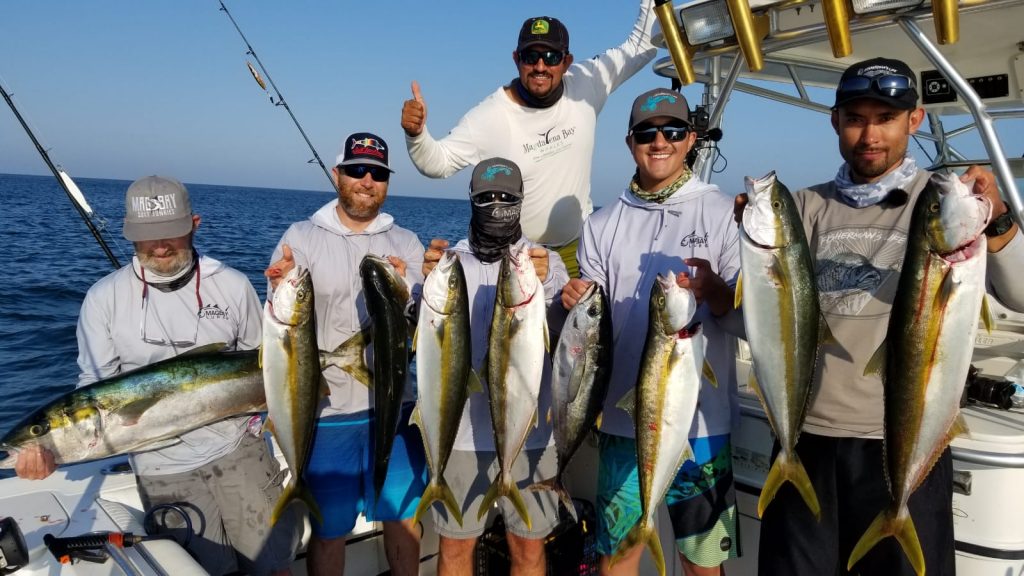 A Bunch os small Mag Bay Yellowtail