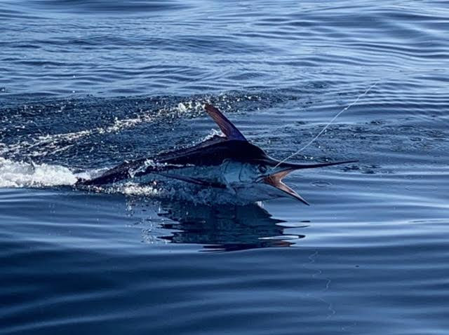 Striped Marlin in Mag Bay